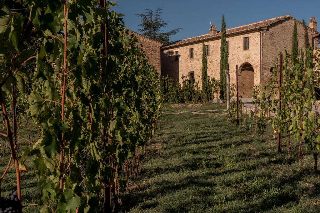 a field of vines in front of a building at Podere Le Coppiole in Montalcino