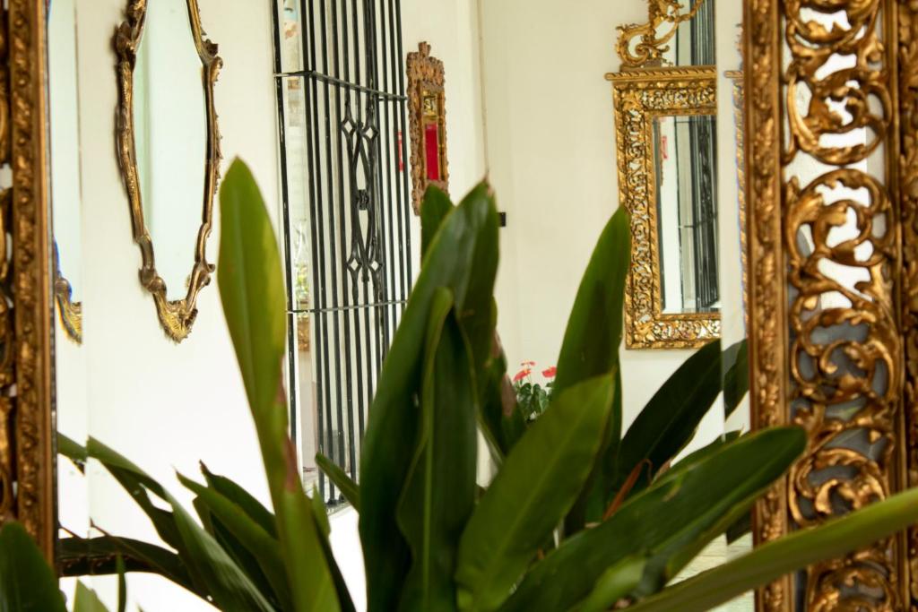 a plant in front of a mirror next to a plant at La Catrina de Alcala in Oaxaca City