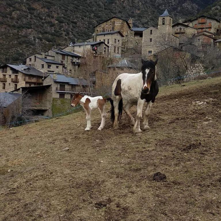 Zvířata v venkovského domu nebo okolí