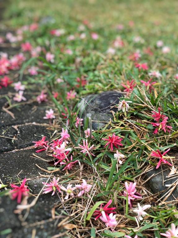 a bunch of pink flowers on the ground at イリワ -stay&coffee iriwa- in Ishigaki Island