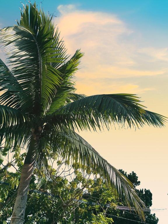 a palm tree in front of a cloudy sky at イリワ -stay&coffee iriwa- in Ishigaki Island