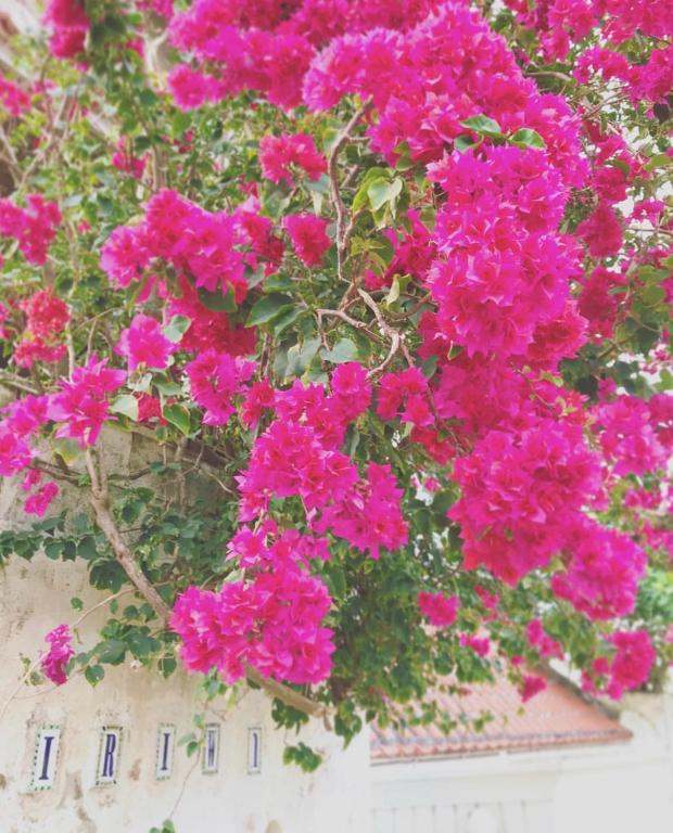 a bunch of pink flowers on a white wall at イリワ -stay&coffee iriwa- in Ishigaki Island