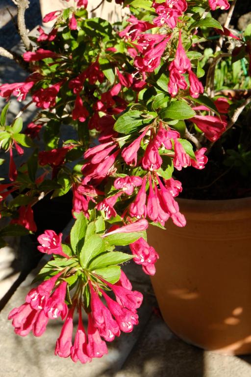 Hotel Villa Elda - Resim 11