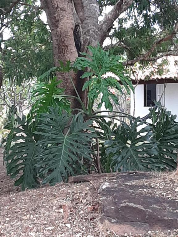  Estância Morro Do Frota