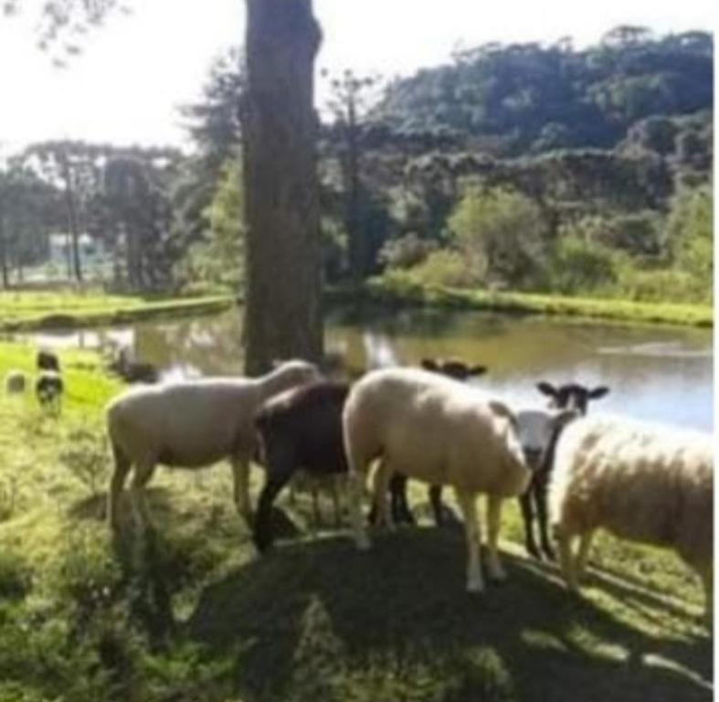  Recanto das Ovelhas-Chalé