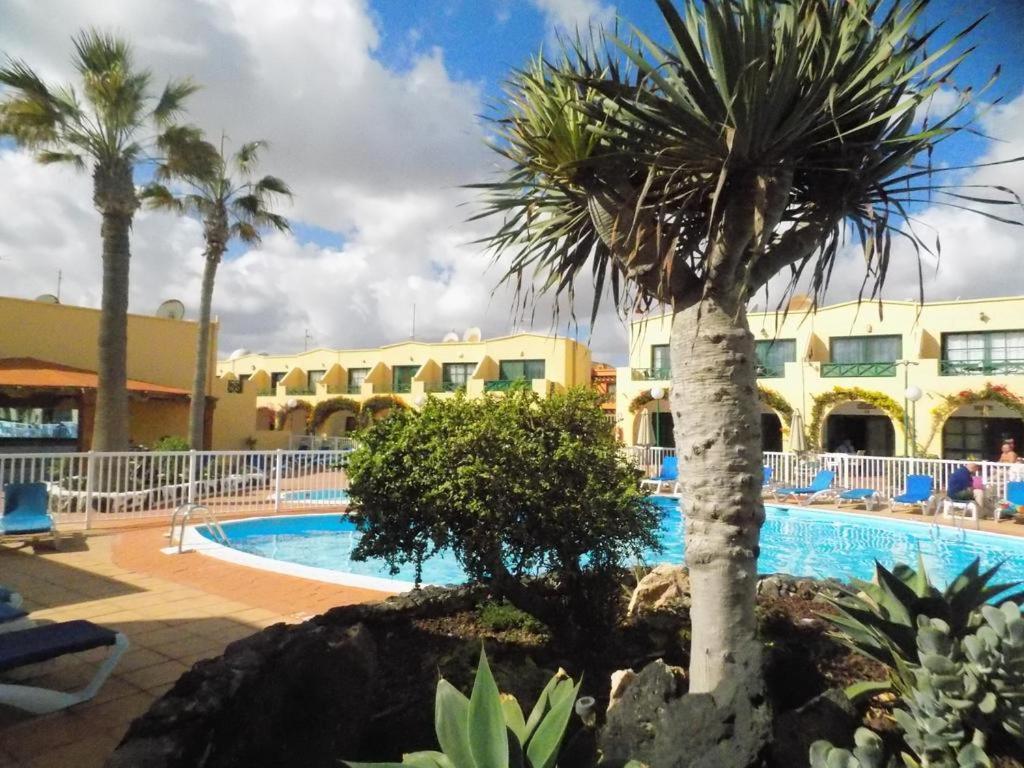 un complejo con una palmera y una piscina en Castillo Mar 87, en Caleta de Fuste