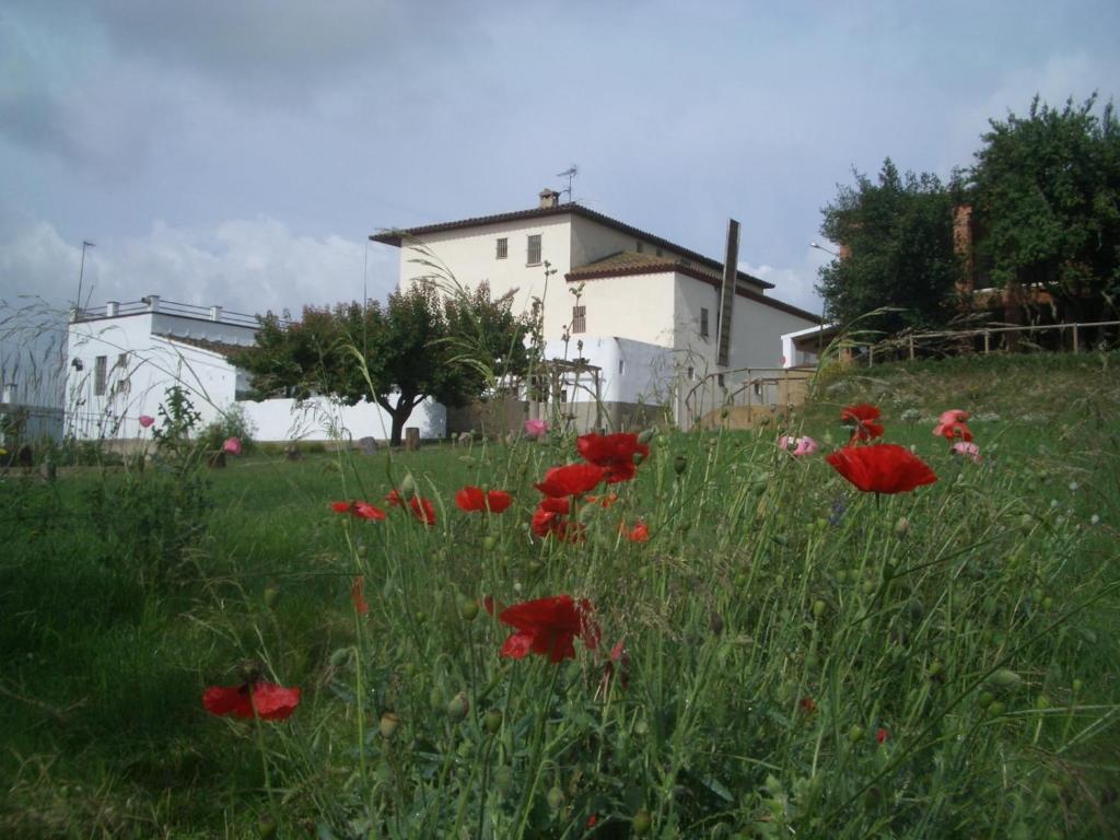 un campo de flores rojas delante de una casa en Mas Cabrit, en Les Franqueses del Vallès