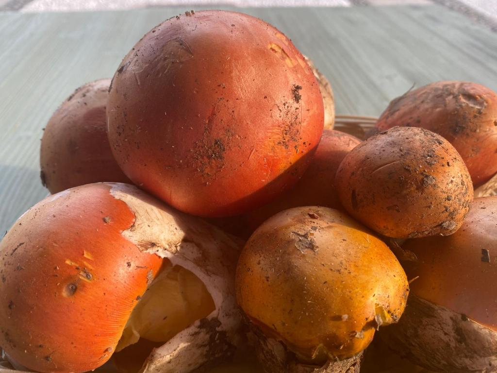 Kép Agriturismo Grammelot szállásáról Sarnicóban a galériában