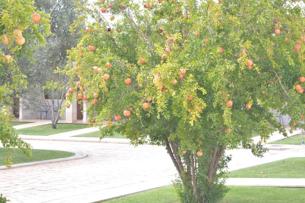 トゥーリにあるHotel Relais Antica Masseriaのオレンジの木