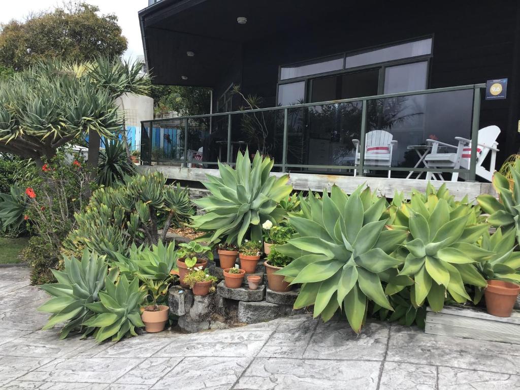 a bunch of potted plants in front of a house at Heads Up in Mangawhai