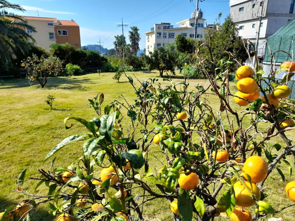 Gallery image of Haeansung Pension in Seogwipo