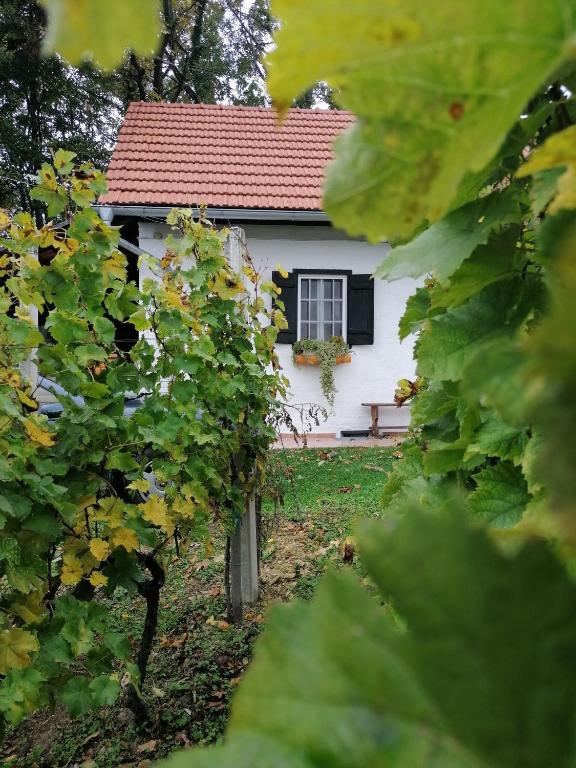 Vonkajšia záhrada v ubytovaní Rural house above the forest