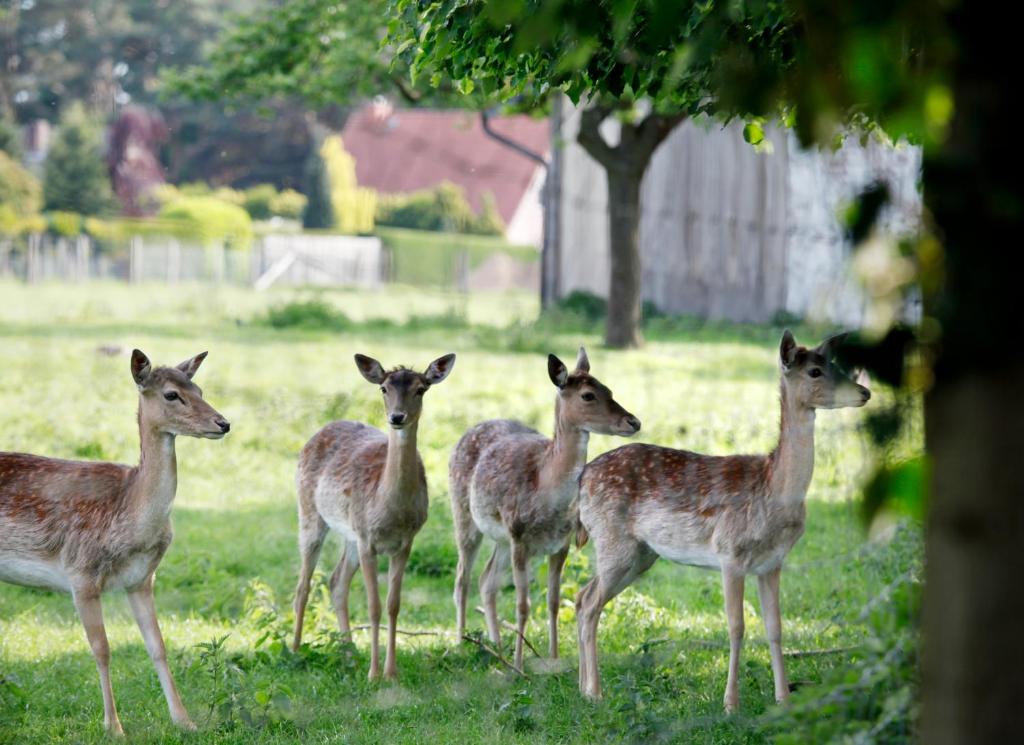 a group of deer standing in a field at Gästehaus Drostenhof in Rees