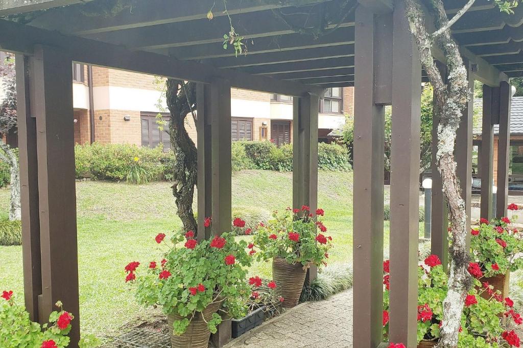 Resolut Temporada buganvilias  Resolut Temporada buganvilias