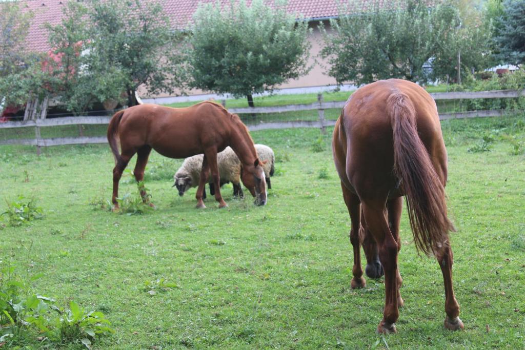 Zvieratá v apartmáne alebo blízkom okolí
