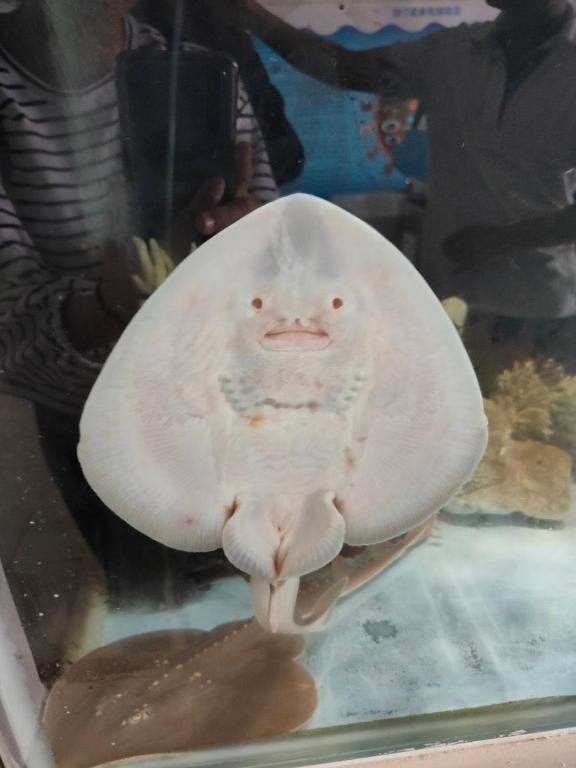 Zvířata v ubytování v soukromí nebo okolí