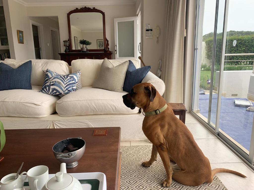 Huéspedes con una o varias mascotas en 158 on Marlin