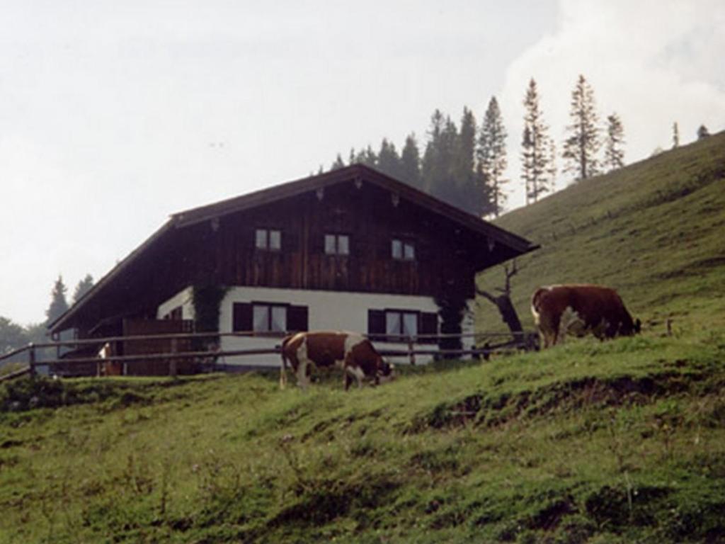 three cows grazing on a hill in front of a barn at Weissenhof | Chiemgau Karte in Rottau