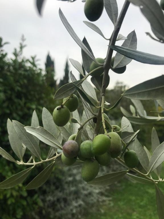 Fotografie z fotogalerie ubytování B&B Il Pettirosso di Siena v Sieně