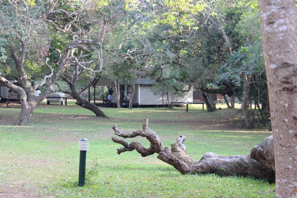 una estatua de un oso de peluche sentado en una rama de árbol en Coral Divers, en Sodwana Bay