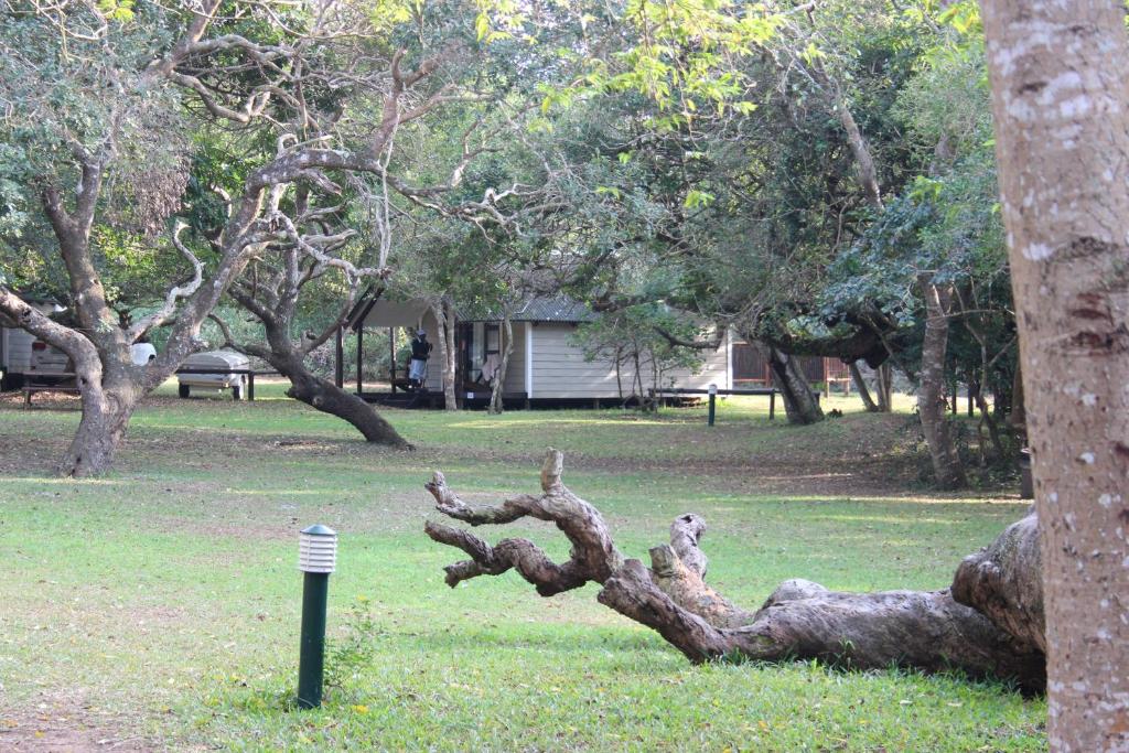 a statue of a teddy bear sitting on a tree branch at Coral Divers in Sodwana Bay
