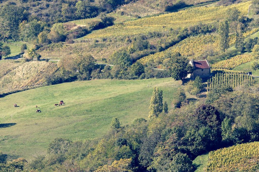 eine Luftansicht auf einen grünen Hügel mit Pferden auf einem Feld in der Unterkunft Les Billardes - le gite - Jura in Gizia