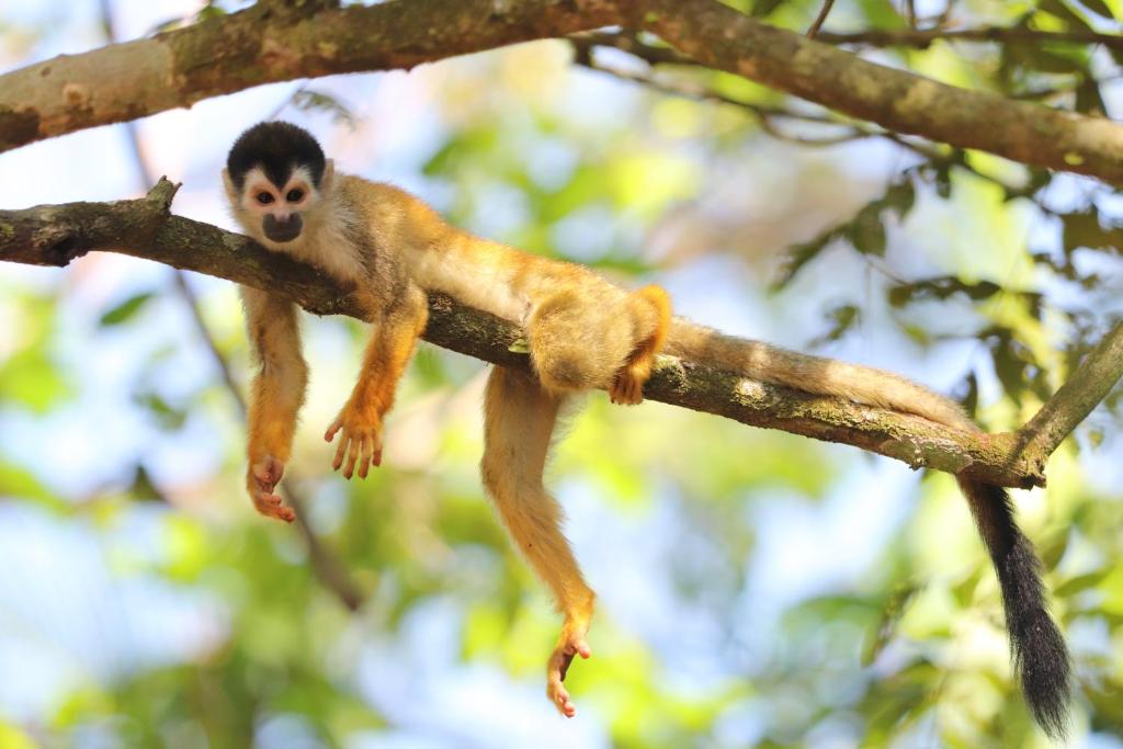 Four Monkeys Eco Lodge Cabo Matapalo Updated 2021 Prices