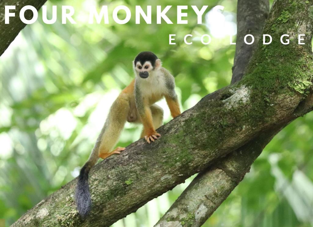 Booking.com: Four Monkeys Eco Lodge - Jungle & Beach , Cabo Matapalo, Costa  Rica - 72 Gästebewertungen . Buchen Sie jetzt Ihr Hotel!