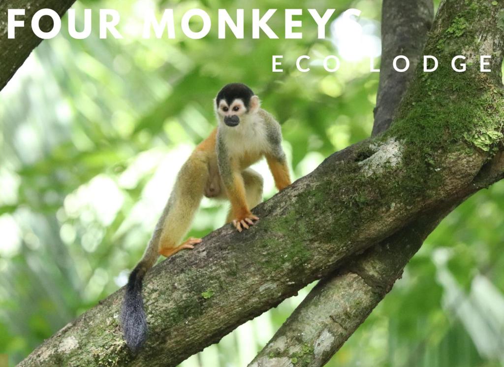 a monkey sitting on top of a tree branch at Four Monkeys Eco Lodge - Jungle & Beach in Cabo Matapalo