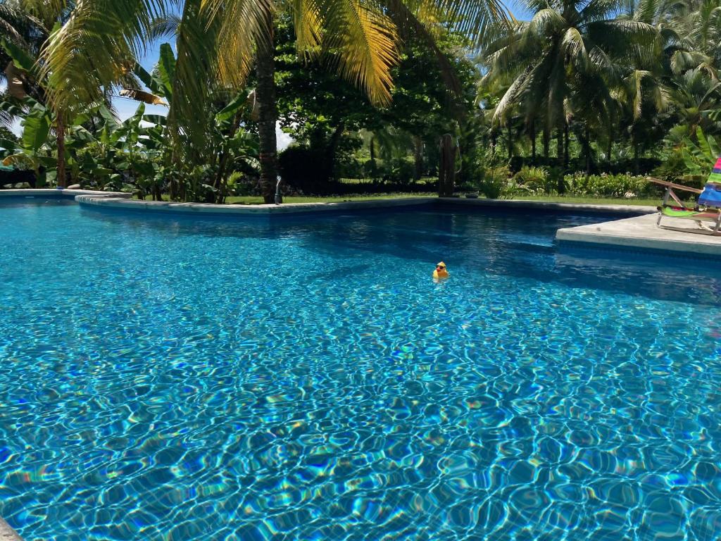 a person swimming in a large blue swimming pool at Sand Dollar Beach Bed & Breakfast in Bocas del Toro