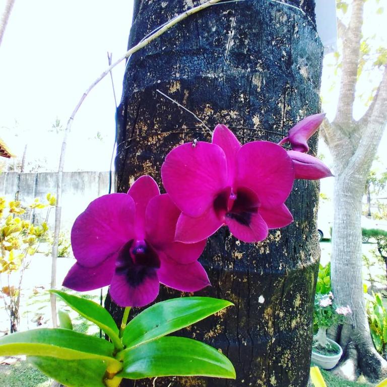  Porto do Sol-Bangalôs Pipa