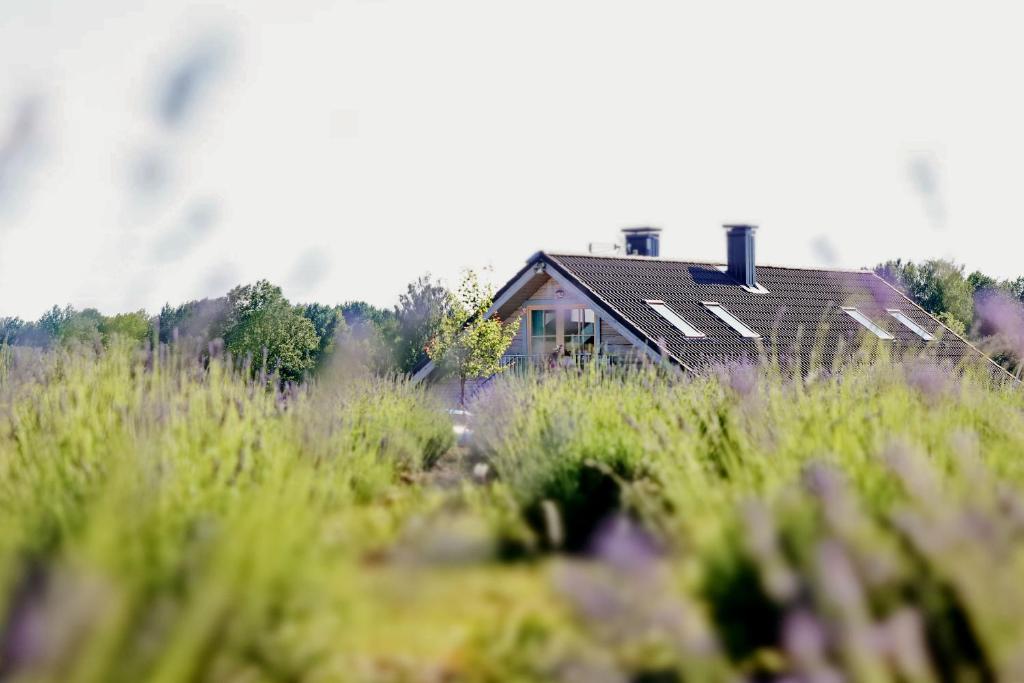 a house in the middle of a field of grass at Lavender Village in Kiemeliai