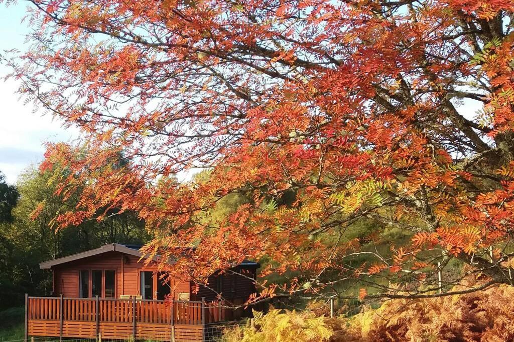 un arbre à feuilles rouges devant une maison dans l'établissement Glas Doire Lodge, Glen Roy Nature Reserve, à Roybridge