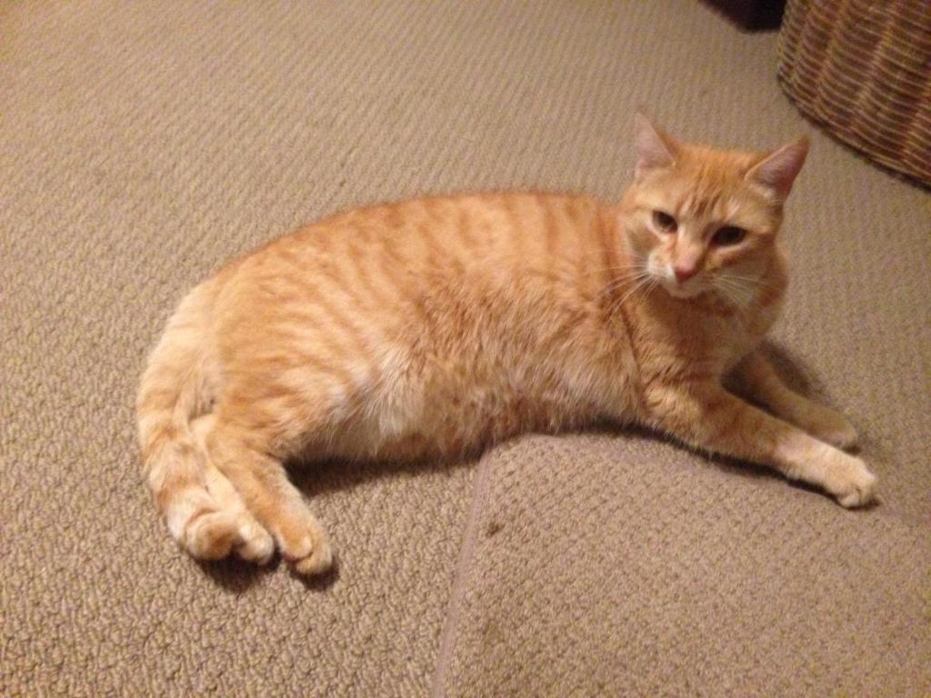 Horseinaround - Resim 29