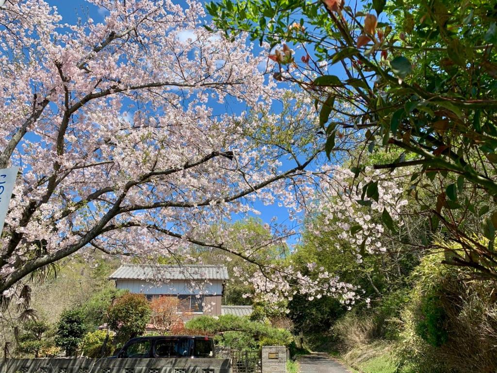 un gruppo di alberi con fiori rosa sopra di Ensoh a Okayama