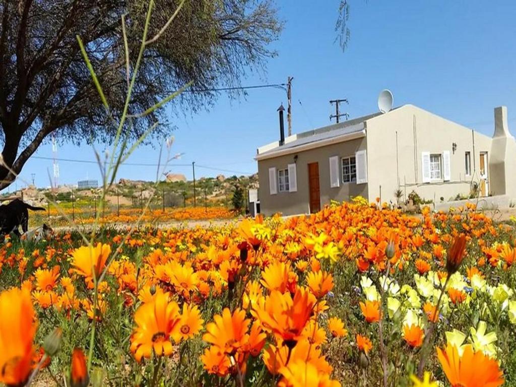 un campo de flores frente a una casa en Kamieskroon Cosy Cottage, en Kamieskroon