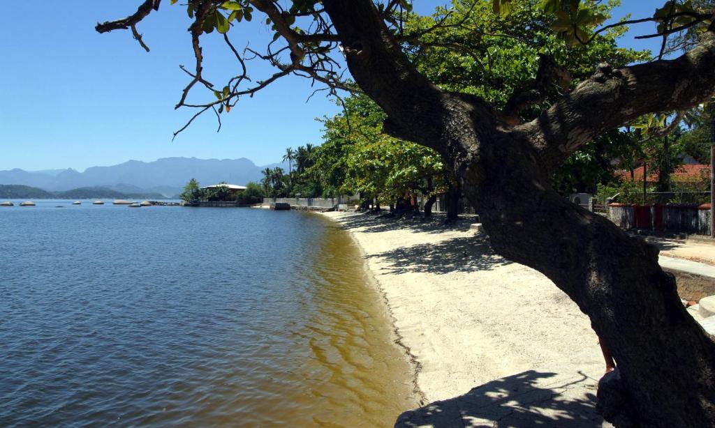 uma árvore na costa de um corpo de água em PACHAMAMA no Rio de Janeiro