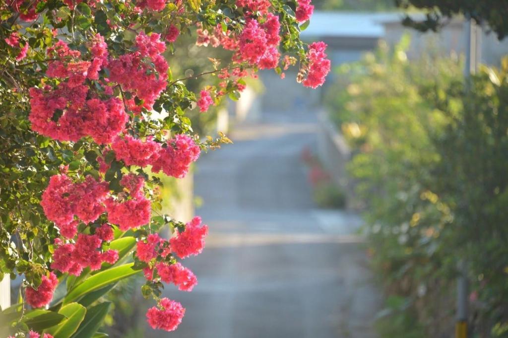 a bunch of pink flowers hanging from a tree at イリワ -stay&coffee iriwa- in Ishigaki Island