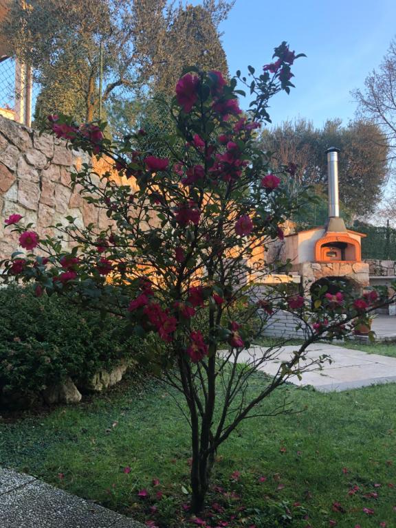 ein Baum mit roten Rosen vor einer Steinmauer in der Unterkunft B&B Damiano in Crespano del Grappa