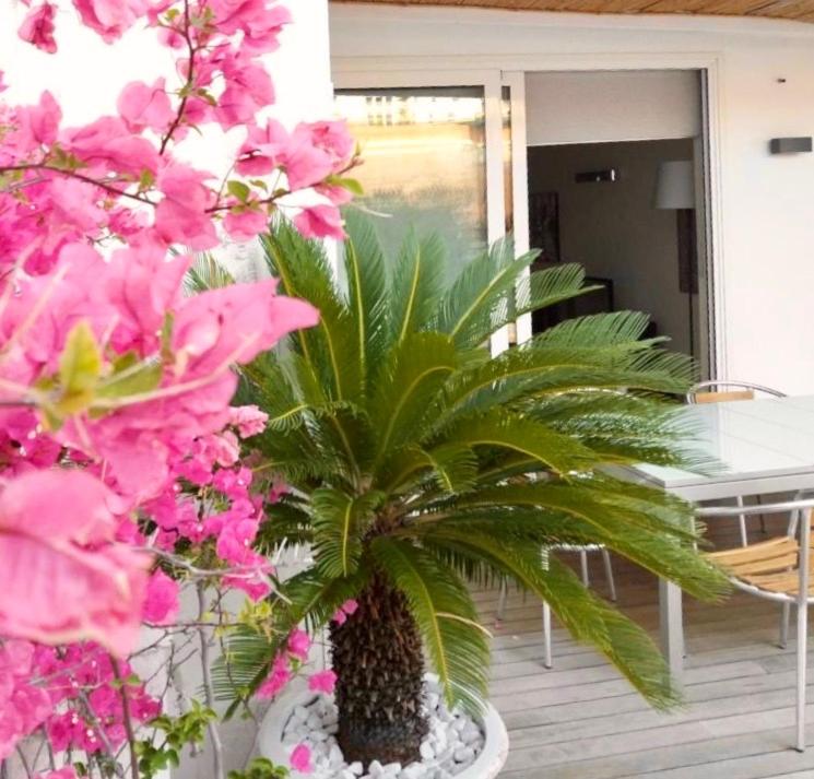 una palmera en una olla en un porche con flores rosas en B&B Interno 3, en Bari