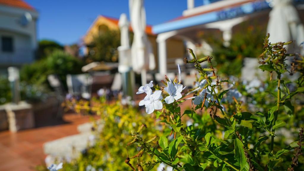 Vonkajšia záhrada v ubytovaní Hotel Belvedere