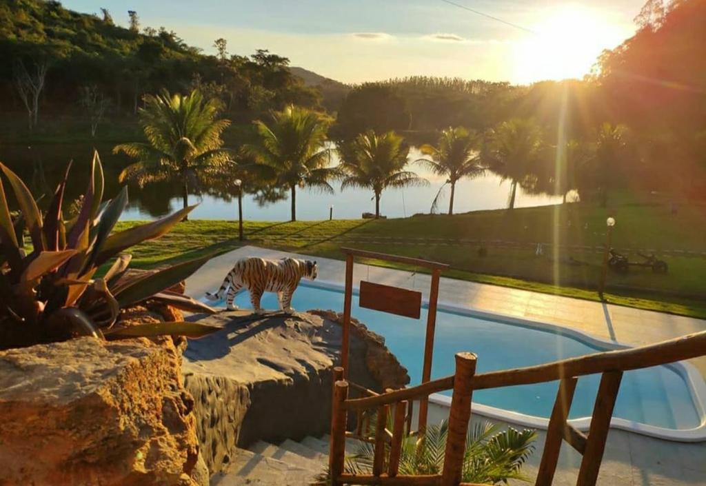 um tigre de pé numa rocha ao lado de uma piscina em Raposo Vale Encantado Pousada em Antônio Prado