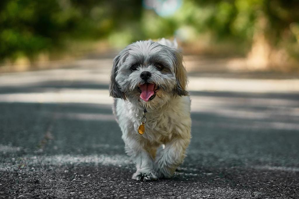 a dog walking down a road with its tongue out at Hotel Indigo Orange Beach - Gulf Shores by IHG in Gulf Shores