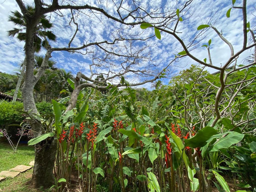  Anfiteatro Tropical