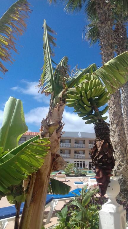 Fotografie z fotogalerie ubytování Parque carolina estudio 203 v destinaci Costa Del Silencio