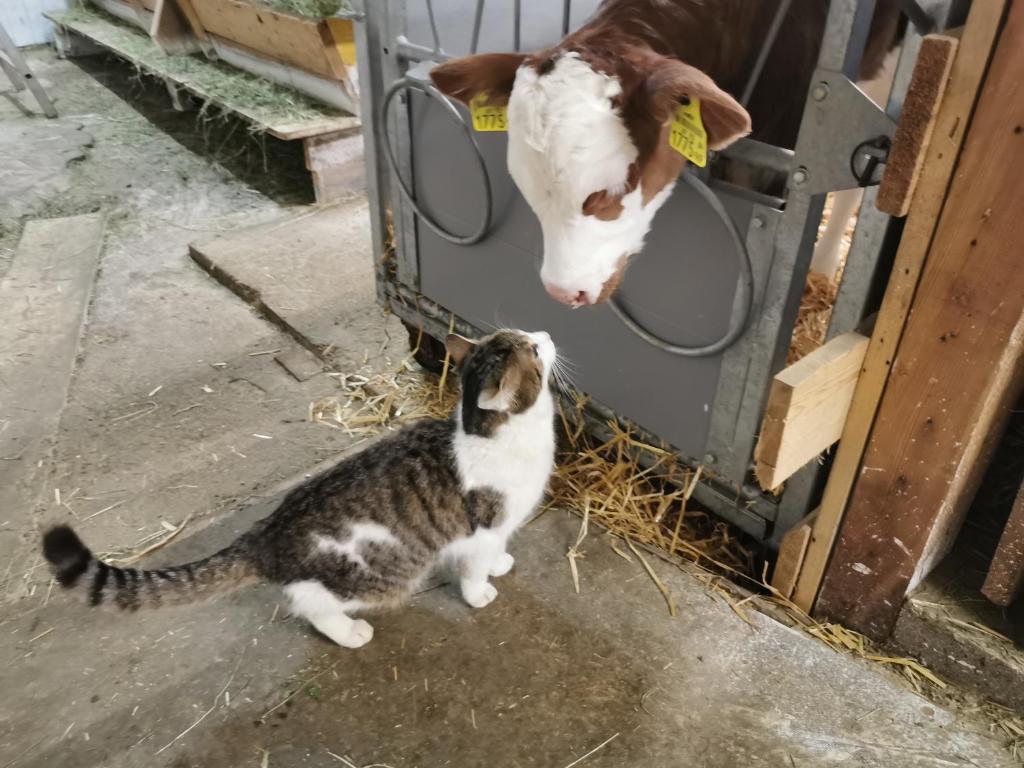 una vaca y un gato parados junto a una vaca en Landhaus Taurer, en Kals am Großglockner