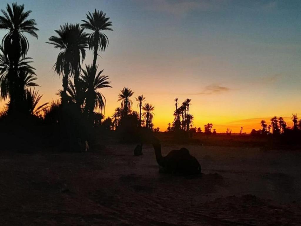 M'hamid Desert Camp Tours - Carpa