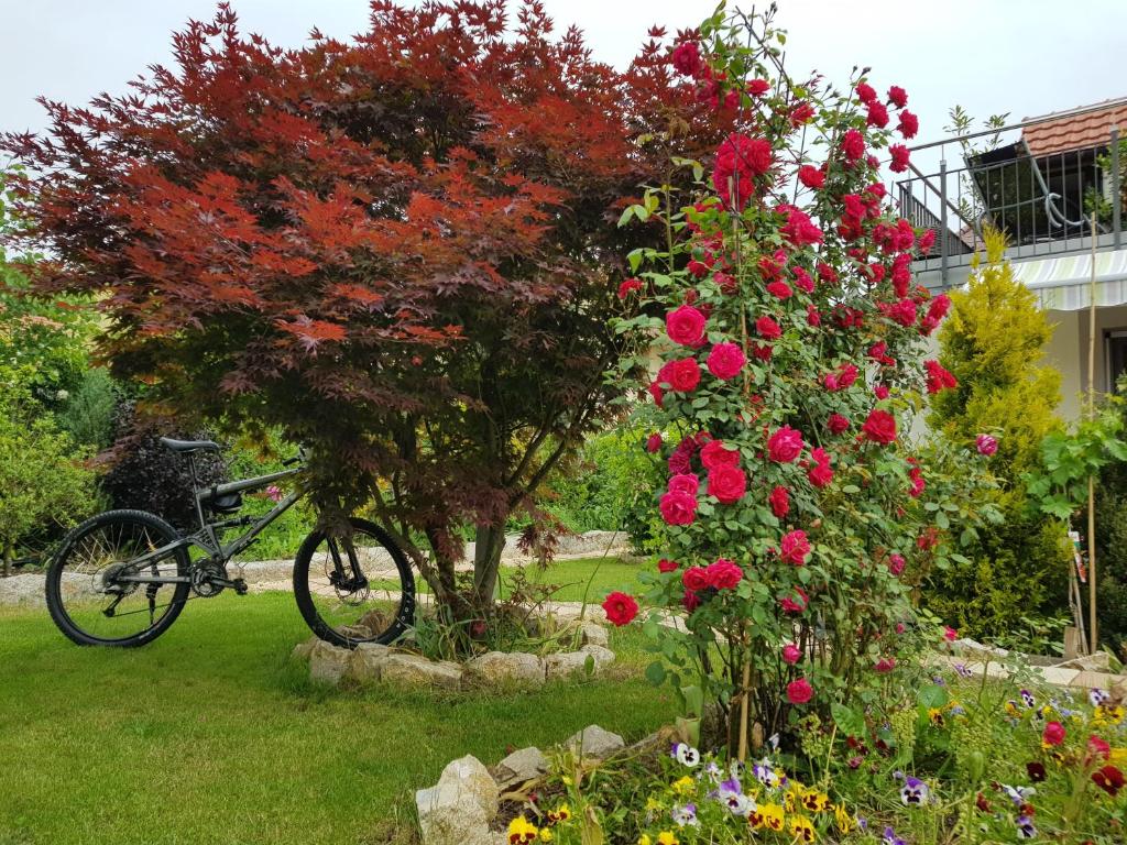 Zahrada ubytování BnB Comfort Guesthouse Olten - Lostorf