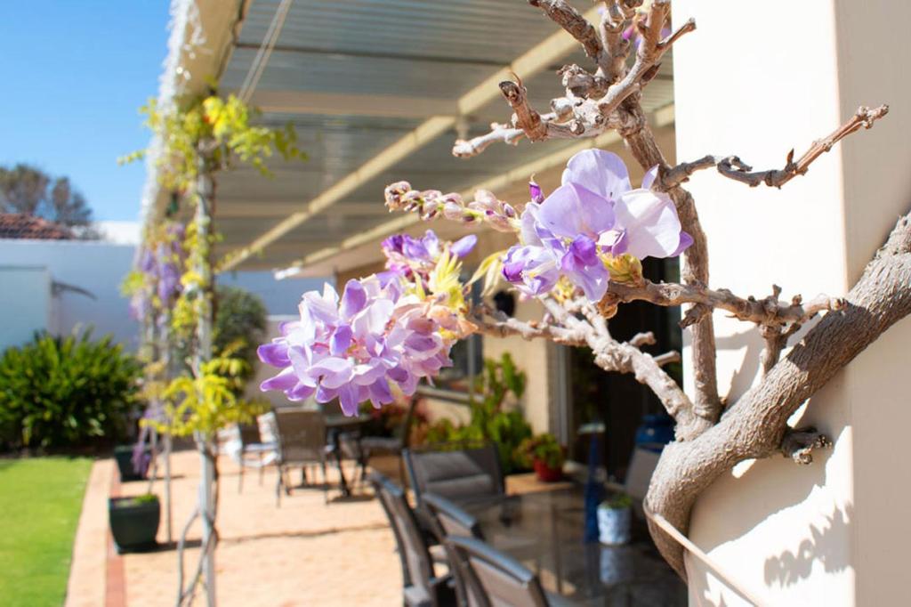 a tree with purple flowers on a patio at Boathouse Bunbury Bed & Breakfast in Bunbury