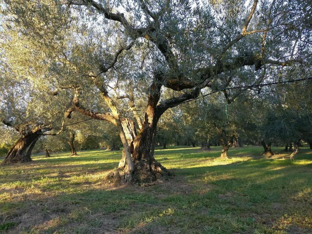 Ogród w obiekcie Agriturismo La Villetta